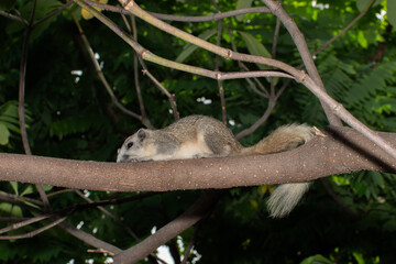 Squirrel laying flat on tree branch in forest