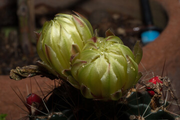 Cactus Flower Buds with Water Droplets in Macro View