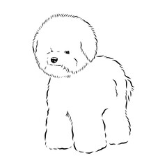 bichon frise, vector sketch