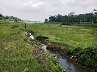 Rural Landscape with Stream Flowing Through Green Rice Fields