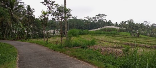 Rural Road Winding Through Lush Rice Fields