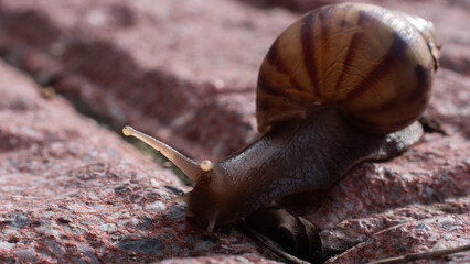 Snail crawling on red tile surface in sunlight