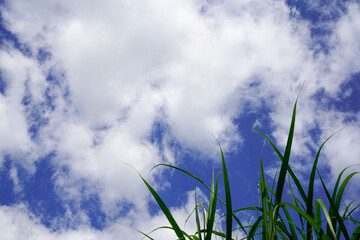 Blue sky with white clouds and high grasses in the foreground, grasses in the foreground and the...
