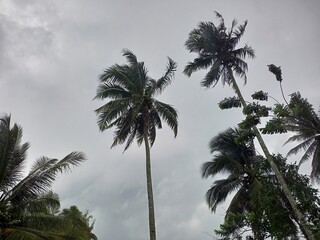 Tall Coconut Palm Trees Against Overcast Sky