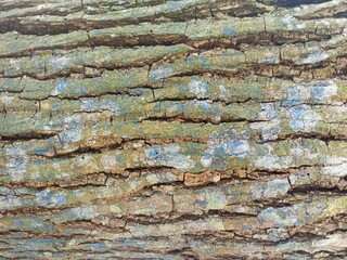 Textured Tree Bark with Green and Blue Lichen Growth