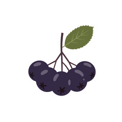 Stylized Aronia Berries with Leaf Dark Purple Fruit with Star Markings.