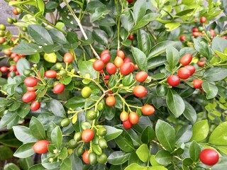 Vibrant Red and Green Berries on a Lush Bush