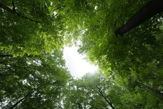 Enchanting sunlit canopy whispers the myths of Yule and Arbor Day, verdant sanctuary of hidden woodland tales - Powered by Adobe