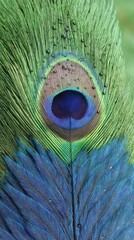 Obraz premium Intricate peacock feather, iridescent blues and greens evoke mystic allure, symbolizing Diwali prosperity, magical storytelling epics