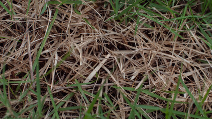 Dry and Green Grass Texture in Natural Ground Close-Up