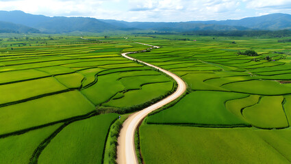 Winding Road Through Lush Green Rice Terraces and Mountains