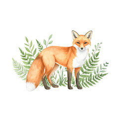Obraz premium A cute red fox, a wild mammal, stands in the snow, its orange fur vibrant against the white background