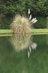 A Large Pampas Grass Plant Growing at a Lakeside.