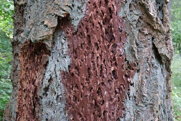 Close up of  tree with evidence of damage, most likely caused by wood-boring insects, bark beetles