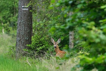 Roe deer (Capreolus capreolus) in a forest. It is standing by tree with tourist mark tree.