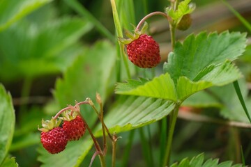 Close up of wild strawberries, specifically Fragaria vesca, also known as Alpine or woodland strawberries in forest