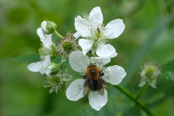 Close-up of  white flowers of blackberry plant and bumblebee on one of them in forest