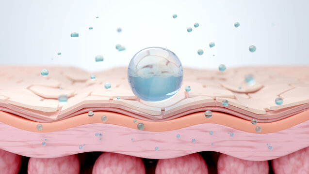 Hyaluronic acid on skin cross-section showing absorption layers