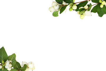 Snowberries (Symphoricarpos albus) with green leaves in a corner arrangements isolated on white or transparent background