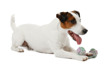 Cute dog playing with toy on white background. Lovely pet