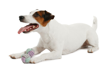 Cute dog playing with toy on white background. Lovely pet
