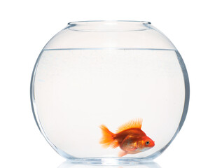 Gold fish swimming in aquarium with clean water isolated on white