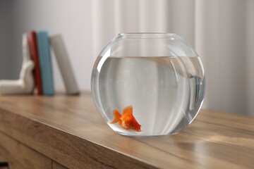 Beautiful goldfish in round aquarium on wooden table indoors