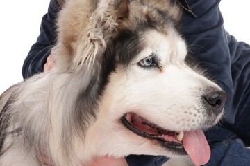 Woman with her beautiful Alaskan malamute dog on white background, closeup