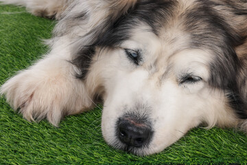 Sleepy Alaskan malamute dog on artificial grass, closeup