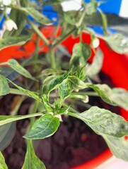 A chili plant, with its leaves exhibiting symptoms of a virus and Iron deficiency. The leaves are...