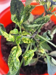 A chili plant, with its leaves exhibiting symptoms of a virus and Iron deficiency. The leaves are...