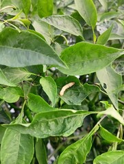 chilli plants infected with viruses, fungi and Pest