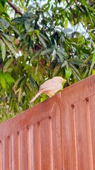 Little Sparrow on the lookout