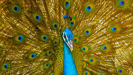 Obraz premium Peacock Displaying Feathers Front View - Series (2 of 3)