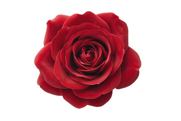 Red rose blooming with perfect symmetry, top-down perspective, clean transparent background, realistic sharp details and soft petal gradients, professional floral mockup
