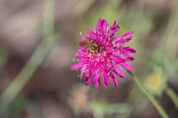 Wild bee on a Macedonian scabious (Knauta macedonica).
