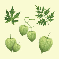 Fresh Tomatillo and Green Leaves Watercolor Set 