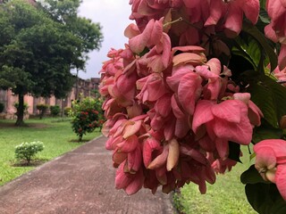 A close up of pink flowers