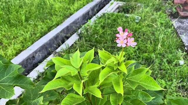 Jatropha integerrima, commonly known as Peregrina or Spicy Jatropha.