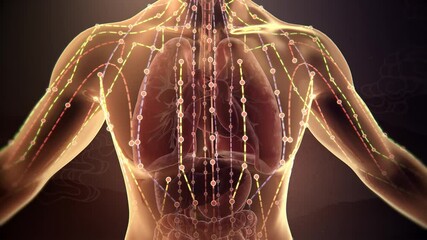 Drugs promote the circulation of qi and blood in meridians, blood vessels purify blood, Chinese medicine meridians of human body, 3D animation rendering