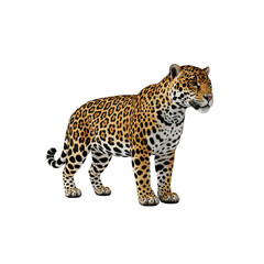 Obraz premium Majestic jaguar standing isolated on white background