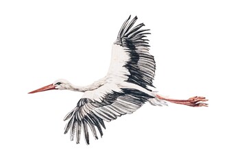 Watercolor bird heron