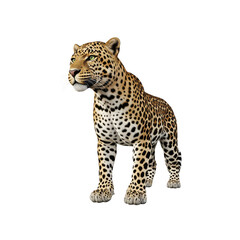 Naklejka premium Majestic leopard standing isolated on white background