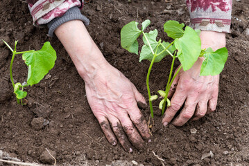 Close-up of farmer's hands planting bean seedling in soil in organic field. Garden work in spring. Traditional agriculture.