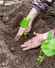Close-up of farmer's hands planting bean seedling in soil in organic field. Garden work in spring. Traditional agriculture.