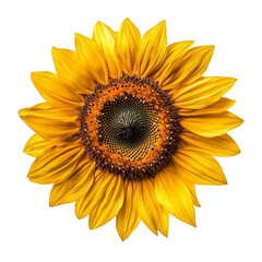 Fototapeta premium Bright and vibrant sunflower with golden petals and dark center, symbolizing warmth and positivity. Perfect for nature themed designs and cheerful compositions