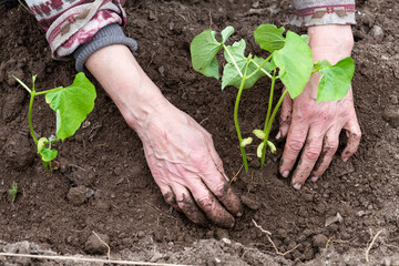 Close-up of farmer's hands planting bean seedling in soil in organic field. Garden work in spring. Traditional agriculture.