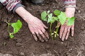 Close-up of farmer's hands planting bean seedling in soil in organic field. Garden work in spring. Traditional agriculture.