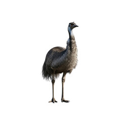 Emu bird isolated on white background
