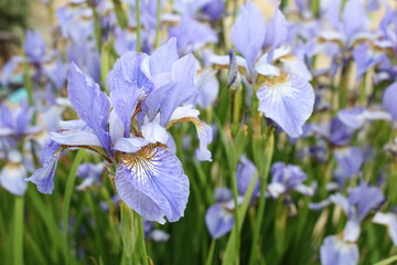 A beautiful blooming iris flower, blue in color with brown lines